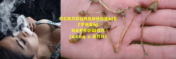 стаф Алзамай